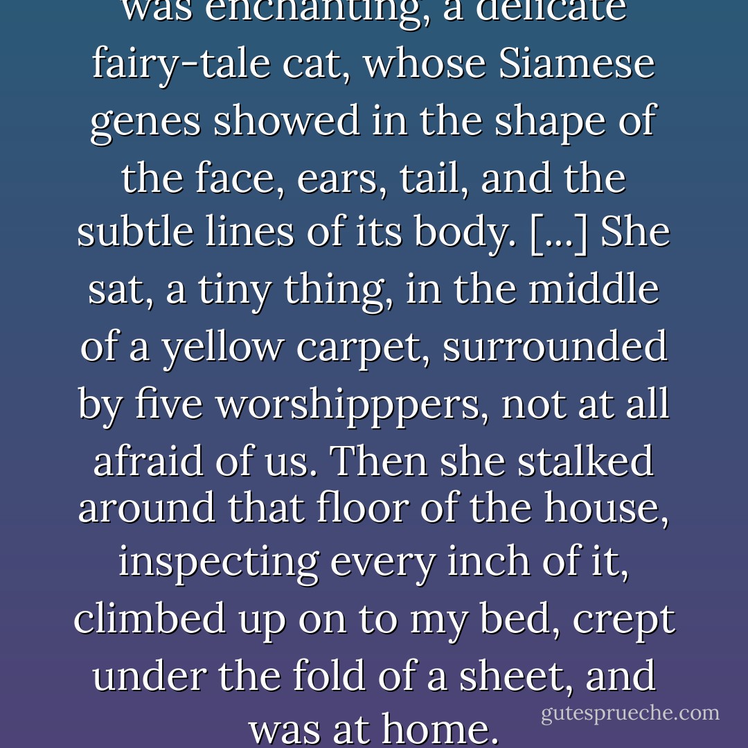 The kitten was six weeks old. It was enchanting, a delicate fairy-tale cat, whose Siamese genes showed in the shape of the face, ears, tail, and the subtle lines of its body. [...] She sat, a tiny thing, in the middle of a yellow carpet, surrounded by five worshipppers, not at all afraid of us. Then she stalked around that floor of the house, inspecting every inch of it, climbed up on to my bed, crept under the fold of a sheet, and was at home. - Doris Lessing