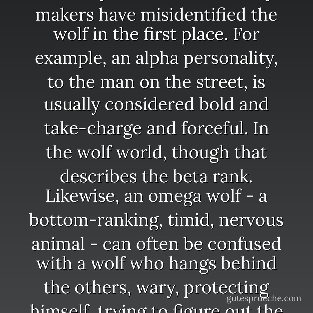 From time to time you'll see documentaries about low-ranked wolves who somehow rise to the top of the pack - an omega that earns a position as an alpha. Frankly, I don't buy it. I think that, in actuality, those documentary makers have misidentified the wolf in the first place. For example, an alpha personality, to the man on the street, is usually considered bold and take-charge and forceful. In the wolf world, though that describes the beta rank. Likewise, an omega wolf - a bottom-ranking, timid, nervous animal - can often be confused with a wolf who hangs behind the others, wary, protecting himself, trying to figure out the Big Picture.<br /><br />Or in other words: There are no fairy tales in the wild, no Cinderella stories. The lowly wolf that seems to rise to the top of the pack was really an alpha all along. - Jodi Picoult