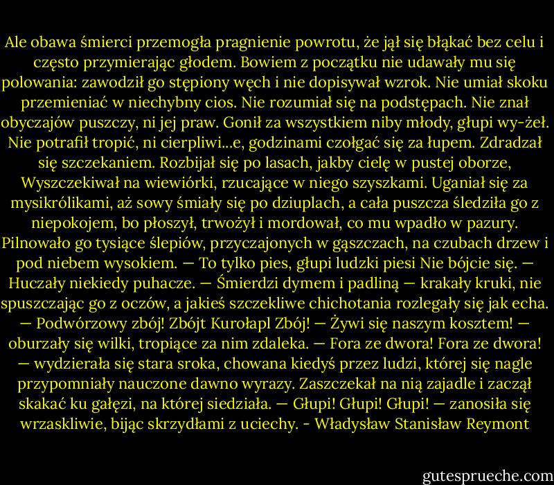 Ale obawa śmierci przemogła pragnienie powrotu, że jął się błąkać bez celu i często przymierając głodem. Bowiem z początku nie udawały mu się polowania: zawodził go stępiony węch i nie dopisywał wzrok. Nie umiał skoku przemieniać w niechybny cios. Nie rozumiał się na podstępach. Nie znał obyczajów puszczy, ni jej praw. Gonił za wszystkiem niby młody, głupi wy-żeł. Nie potrafił tropić, ni cierpliwi...e, godzinami czołgać się za łupem. Zdradzał się szczekaniem. Rozbijał się po lasach, jakby cielę w pustej oborze, Wyszczekiwał na wiewiórki, rzucające w niego szyszkami. Uganiał się za mysikrólikami, aż sowy śmiały się po dziuplach, a cała puszcza śledziła go z niepokojem, bo płoszył, trwożył i mordował, co mu wpadło w pazury. Pilnowało go tysiące ślepiów, przyczajonych w gąszczach, na czubach drzew i pod niebem wysokiem.<br />— To tylko pies, głupi ludzki piesi Nie bójcie się. — Huczały niekiedy puhacze.<br />— Śmierdzi dymem i padliną — krakały kruki, nie spuszczając go z oczów, a jakieś szczekliwe chichotania rozlegały się jak echa.<br />— Podwórzowy zbój! Zbójt Kurołapl Zbój!<br />— Żywi się naszym kosztem! — oburzały się wilki, tropiące za nim zdaleka.<br />— Fora ze dwora! Fora ze dwora! — wydzierała się stara sroka, chowana kiedyś przez ludzi, której się nagle przypomniały nauczone dawno wyrazy.<br />Zaszczekał na nią zajadle i zaczął skakać ku gałęzi, na której siedziała.<br />— Głupi! Głupi! Głupi! — zanosiła się wrzaskliwie, bijąc skrzydłami z uciechy. - Władysław Stanisław Reymont