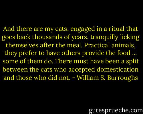And there are my cats, engaged in a ritual that goes back thousands of years, tranquilly licking themselves after the meal. Practical animals, they prefer to have others provide the food ... some of them do. There must have been a split between the cats who accepted domestication and those who did not. - William S. Burroughs