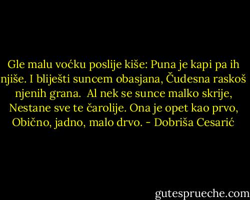 Gle malu voćku poslije kiše:<br />Puna je kapi pa ih njiše.<br />I bliješti suncem obasjana,<br />Čudesna raskoš njenih grana.<br /><br />Al nek se sunce malko skrije,<br />Nestane sve te čarolije.<br />Ona je opet kao prvo,<br />Obično, jadno, malo drvo. - Dobriša Cesarić
