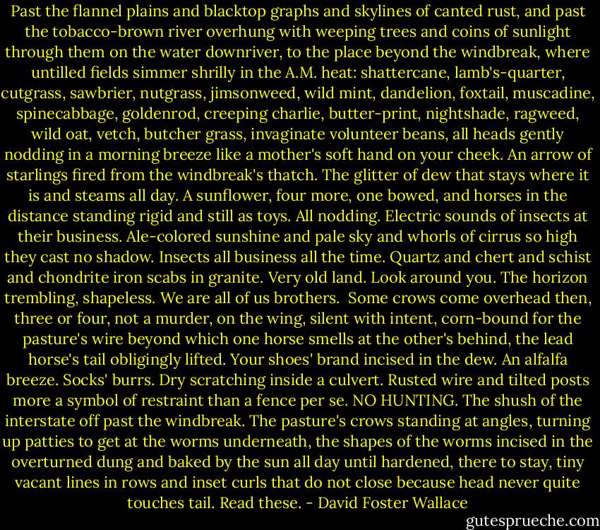Past the flannel plains and blacktop graphs and skylines of canted rust, and past the tobacco-brown river overhung with weeping trees and coins of sunlight through them on the water downriver, to the place beyond the windbreak, where untilled fields simmer shrilly in the A.M. heat: shattercane, lamb's-quarter, cutgrass, sawbrier, nutgrass, jimsonweed, wild mint, dandelion, foxtail, muscadine, spinecabbage, goldenrod, creeping charlie, butter-print, nightshade, ragweed, wild oat, vetch, butcher grass, invaginate volunteer beans, all heads gently nodding in a morning breeze like a mother's soft hand on your cheek. An arrow of starlings fired from the windbreak's thatch. The glitter of dew that stays where it is and steams all day. A sunflower, four more, one bowed, and horses in the distance standing rigid and still as toys. All nodding. Electric sounds of insects at their business. Ale-colored sunshine and pale sky and whorls of cirrus so high they cast no shadow. Insects all business all the time. Quartz and chert and schist and chondrite iron scabs in granite. Very old land. Look around you. The horizon trembling, shapeless. We are all of us brothers.<br /><br />Some crows come overhead then, three or four, not a murder, on the wing, silent with intent, corn-bound for the pasture's wire beyond which one horse smells at the other's behind, the lead horse's tail obligingly lifted. Your shoes' brand incised in the dew. An alfalfa breeze. Socks' burrs. Dry scratching inside a culvert. Rusted wire and tilted posts more a symbol of restraint than a fence per se. NO HUNTING. The shush of the interstate off past the windbreak. The pasture's crows standing at angles, turning up patties to get at the worms underneath, the shapes of the worms incised in the overturned dung and baked by the sun all day until hardened, there to stay, tiny vacant lines in rows and inset curls that do not close because head never quite touches tail. Read these. - David Foster Wallace