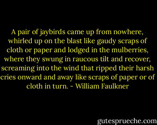 A pair of jaybirds came up from nowhere, whirled up on the blast like gaudy scraps of cloth or paper and lodged in the mulberries, where they swung in raucous tilt and recover, screaming into the wind that ripped their harsh cries onward and away like scraps of paper or of cloth in turn. - William Faulkner