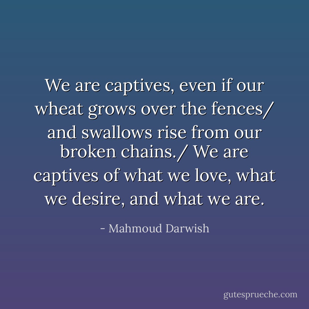 We are captives, even if our wheat grows over the fences/ and swallows rise from our broken chains./ We are captives of what we love, what we desire, and what we are. - Mahmoud Darwish