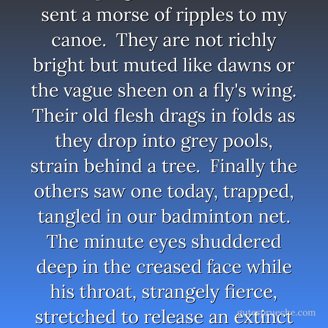 I have been seeing dragons again.<br />Last night, hunched on a beaver dam,<br />one held a body like a badly held cocktail;<br />his tail, keeping the beat of a waltz,<br />sent a morse of ripples to my canoe.<br /><br />They are not richly bright<br />but muted like dawns<br />or the vague sheen on a fly's wing.<br />Their old flesh drags in folds<br />as they drop into grey pools,<br />strain behind a tree.<br /><br />Finally the others saw one today, trapped,<br />tangled in our badminton net.<br />The minute eyes shuddered deep in the creased face<br />while his throat, strangely fierce, stretched<br />to release an extinct burning inside:<br />pathetic loud whispers as four of us<br />and the excited spaniel surrounded him. - Michael Ondaatje