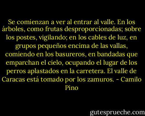 Se comienzan a ver al entrar al valle. En los árboles, como frutas desproporcionadas; sobre los postes, vigilando; en los cables de luz, en grupos pequeños encima de las vallas, comiendo en los basureros, en bandadas que emparchan el cielo, ocupando el lugar de los perros aplastados en la carretera. El valle de Caracas está tomado por los zamuros. - Camilo Pino