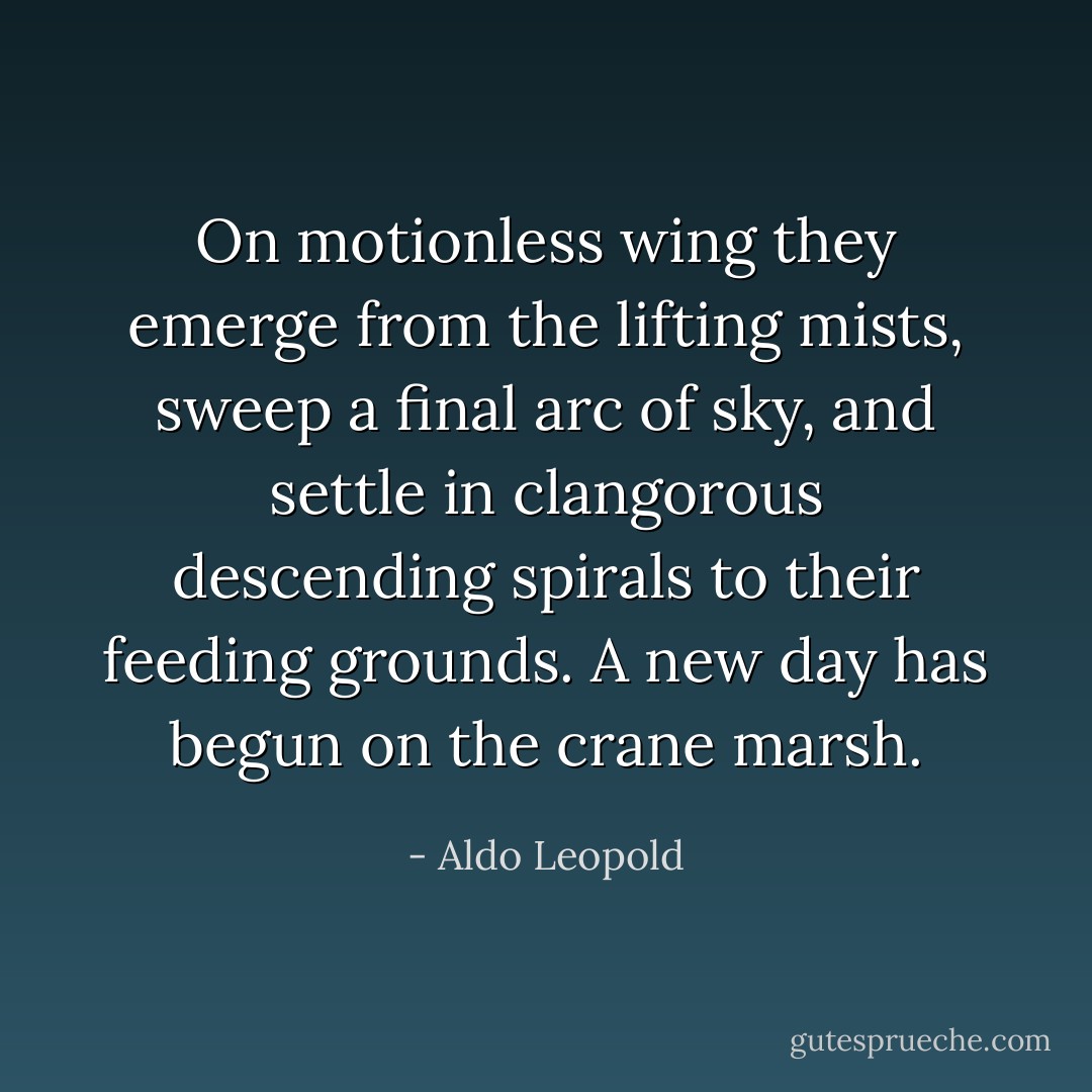 On motionless wing they emerge from the lifting mists, sweep a final arc of sky, and settle in clangorous descending spirals to their feeding grounds. A new day has begun on the crane marsh. - Aldo Leopold