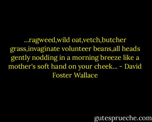 ...ragweed,wild oat,vetch,butcher grass,invaginate volunteer beans,all heads gently nodding in a morning breeze like a mother's soft hand on your cheek... - David Foster Wallace