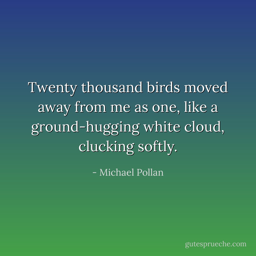 Twenty thousand birds moved away from me as one, like a ground-hugging white cloud, clucking softly. - Michael Pollan