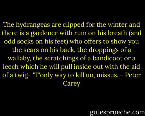 The hydrangeas are clipped for the winter and there is a gardener with rum on his breath (and odd socks on his feet) who offers to show you the scars on his back, the droppings of a wallaby, the scratchings of a bandicoot or a leech which he will pull inside out with the aid of a twig- "T'only way to kill'un, missus. - Peter Carey