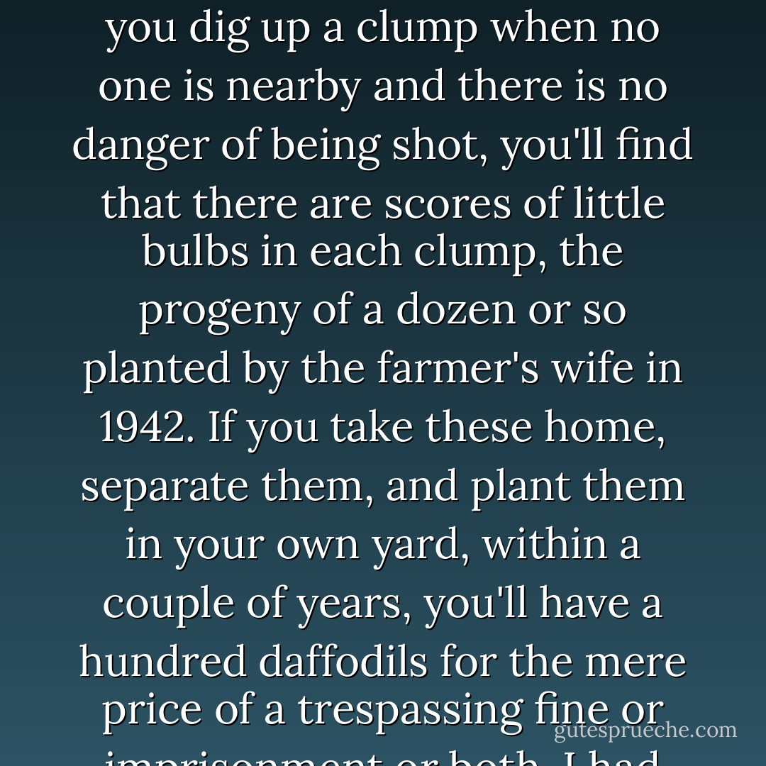 A daffodil bulb will divide and redivide endlessly. That's why, like the peony, it is one of the few flowers you can find around abandoned farmhouses, still blooming and increasing in numbers fifty years after the farmer and his wife have moved to heaven, or the other place, Boca Raton. If you dig up a clump when no one is nearby and there is no danger of being shot, you'll find that there are scores of little bulbs in each clump, the progeny of a dozen or so planted by the farmer's wife in 1942. If you take these home, separate them, and plant them in your own yard, within a couple of years, you'll have a hundred daffodils for the mere price of a trespassing fine or imprisonment or both. I had this adventure once, and I consider it one of the great cheap thrills of my gardening career. I am not advocating trespassing, especially on my property, but there is no law against having a shovel in the trunk of your car. - Cassandra Danz