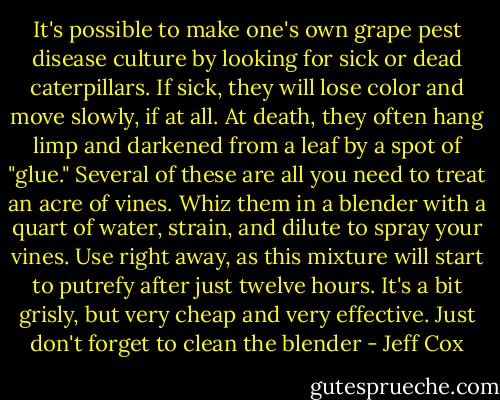 It's possible to make one's own grape pest disease culture by looking for sick or dead caterpillars. If sick, they will lose color and move slowly, if at all. At death, they often hang limp and darkened from a leaf by a spot of "glue." Several of these are all you need to treat an acre of vines. Whiz them in a blender with a quart of water, strain, and dilute to spray your vines. Use right away, as this mixture will start to putrefy after just twelve hours. It's a bit grisly, but very cheap and very effective. Just don't forget to clean the blender - Jeff Cox