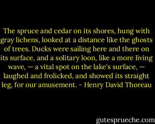 The spruce and cedar on its shores, hung with gray lichens, looked at a distance like the ghosts of trees. Ducks were sailing here and there on its surface, and a solitary loon, like a more living wave, — a vital spot on the lake's surface, — laughed and frolicked, and showed its straight leg, for our amusement. - Henry David Thoreau