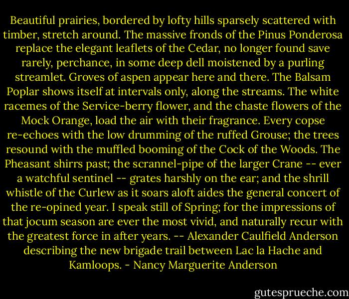 Beautiful prairies, bordered by lofty hills sparsely scattered with timber, stretch around. The massive fronds of the Pinus Ponderosa replace the elegant leaflets of the Cedar, no longer found save rarely, perchance, in some deep dell moistened by a purling streamlet. Groves of aspen appear here and there. The Balsam Poplar shows itself at intervals only, along the streams. The white racemes of the Service-berry flower, and the chaste flowers of the Mock Orange, load the air with their fragrance. Every copse re-echoes with the low drumming of the ruffed Grouse; the trees resound with the muffled booming of the Cock of the Woods. The Pheasant shirrs past; the scrannel-pipe of the larger Crane -- ever a watchful sentinel -- grates harshly on the ear; and the shrill whistle of the Curlew as it soars aloft aides the general concert of the re-opined year. I speak still of Spring; for the impressions of that jocum season are ever the most vivid, and naturally recur with the greatest force in after years. -- Alexander Caulfield Anderson describing the new brigade trail between Lac la Hache and Kamloops. - Nancy Marguerite Anderson