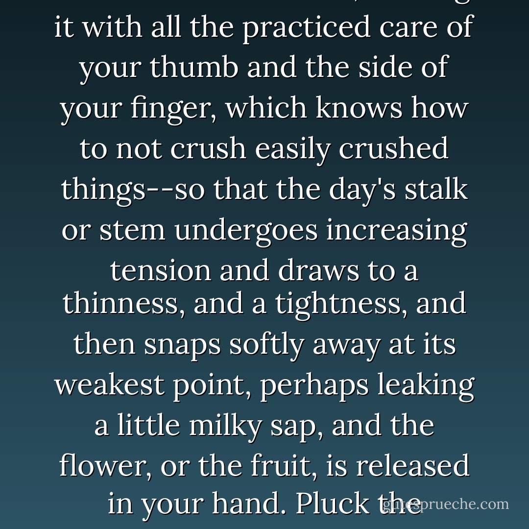 Carpe diem' doesn't mean seize the day--it means something gentler and more sensible. 'Carpe diem' means pluck the day. Carpe, pluck. Seize the day would be "cape diem," if my school Latin servies. No R. Very different piece of advice. What Horace had in mind was that you should gently pull on the day's stem, as if it were, say, a wildflower or an olive, holding it with all the practiced care of your thumb and the side of your finger, which knows how to not crush easily crushed things--so that the day's stalk or stem undergoes increasing tension and draws to a thinness, and a tightness, and then snaps softly away at its weakest point, perhaps leaking a little milky sap, and the flower, or the fruit, is released in your hand. Pluck the cranberry or blueberry of the day tenderly free without damaging it, is what Horace meant--pick the day, harvest the day, reap the day, mow the day, forage the day. Don't freaking grab the day in your fist like a burger at a fairground and take a big chomping bite out of it. That's not the kind of man that Horace was. - Nicholson Baker