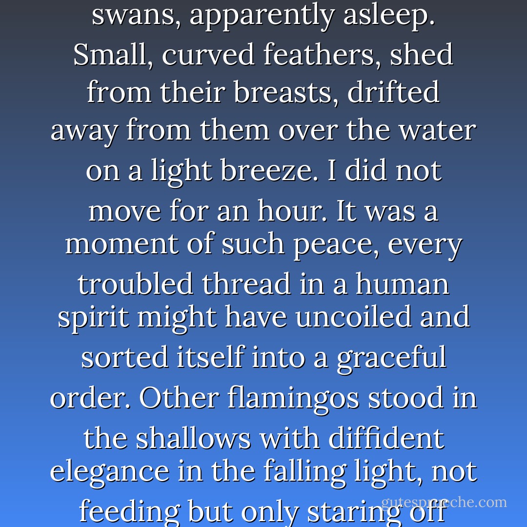 The evening before I departed I stood on the rim of a lagoon on Isla Rabida. Flamingos rode on its dark surface like pink swans, apparently asleep. Small, curved feathers, shed from their breasts, drifted away from them over the water on a light breeze. I did not move for an hour. It was a moment of such peace, every troubled thread in a human spirit might have uncoiled and sorted itself into a graceful order. Other flamingos stood in the shallows with diffident elegance in the falling light, not feeding but only staring off toward the ocean. They seemed a kind of animal I had never quite seen before. - Barry  Lopez