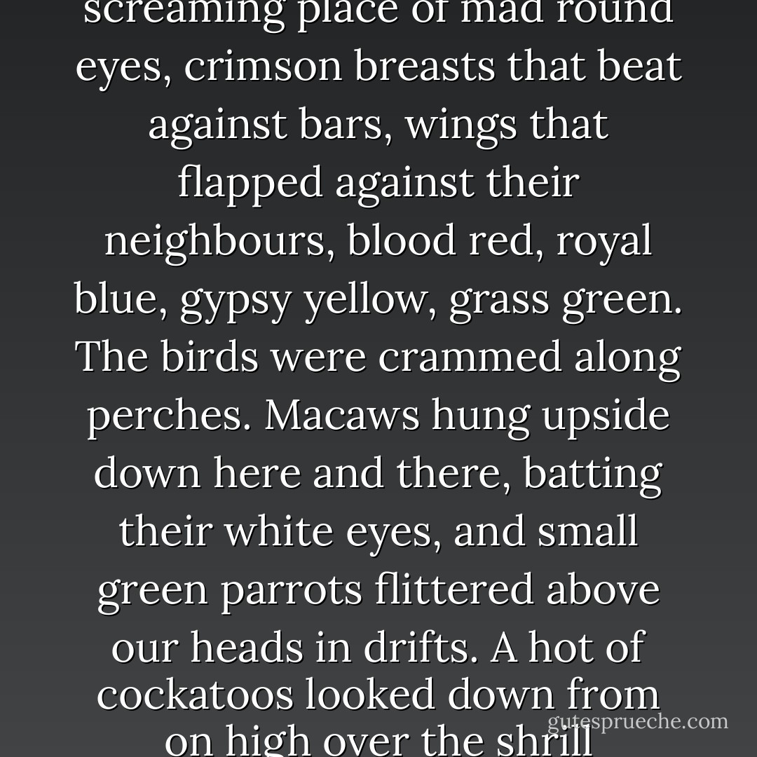 Mr. Jamrach led me through the lobby and into the menagerie. The first was a parrot room, a fearsome screaming place of mad round eyes, crimson breasts that beat against bars, wings that flapped against their neighbours, blood red, royal blue, gypsy yellow, grass green. The birds were crammed along perches. Macaws hung upside down here and there, batting their white eyes, and small green parrots flittered above our heads in drifts. A hot of cockatoos looked down from on high over the shrill madness, high crested, creamy breasted. The screeching was like laughter in hell. - Carol Birch