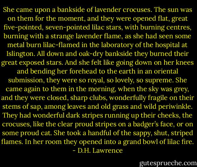 She came upon a bankside of lavender crocuses. The sun was on them for the moment, and they were opened flat, great five-pointed, seven-pointed lilac stars, with burning centres, burning with a strange lavender flame, as she had seen some metal burn lilac-flamed in the laboratory of the hospital at Islington. All down and oak-dry bankside they burned their great exposed stars. And she felt like going down on her knees and bending her forehead to the earth in an oriental submission, they were so royal, so lovely, so supreme. She came again to them in the morning, when the sky was grey, and they were closed, sharp clubs, wonderfully fragile on their stems of sap, among leaves and old grass and wild periwinkle. They had wonderful dark stripes running up their cheeks, the crocuses, like the clear proud stripes on a badger’s face, or on some proud cat. She took a handful of the sappy, shut, striped flames. In her room they opened into a grand bowl of lilac fire. - D.H. Lawrence