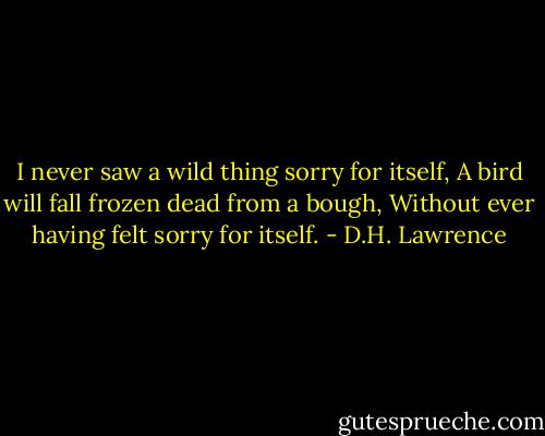 I never saw a wild thing sorry for itself,<br />A bird will fall frozen dead from a bough,<br />Without ever having felt sorry for itself. - D.H. Lawrence