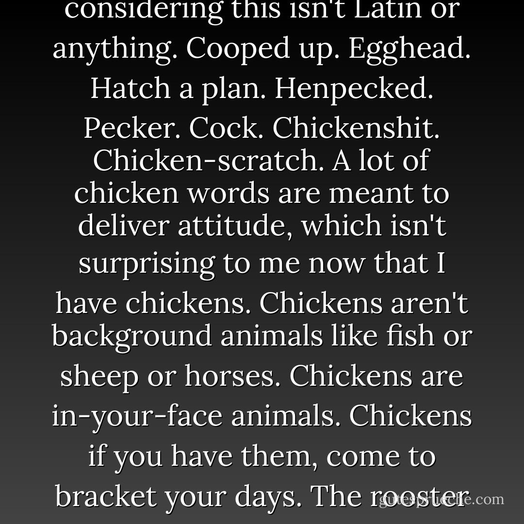 Now, brooder is an interesting word. People who worry a lot in silence are known as brooders. But then again so is a hen sitting on her eggs. The more I get to know chickens, the more I realize half our language comes from chickens. Well, not half. But an awful lot considering this isn't Latin or anything. Cooped up. Egghead. Hatch a plan. Henpecked. Pecker. Cock. Chickenshit. Chicken-scratch. A lot of chicken words are meant to deliver attitude, which isn't surprising to me now that I have chickens. Chickens aren't background animals like fish or sheep or horses. Chickens are in-your-face animals. Chickens if you have them, come to bracket your days. The rooster hollers all morning, and then in the evening the hens have left you their mysterious gift of eggs. <br /><br />Silkies are said to be excellent brooders, to have a tendency toward "broodiness." This, too, is usually meant as a compliment. - Jeanne Marie Laskas