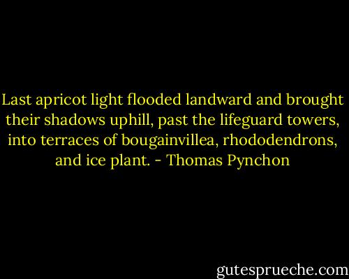 Last apricot light flooded landward and brought their shadows uphill, past the lifeguard towers, into terraces of bougainvillea, rhododendrons, and ice plant. - Thomas Pynchon