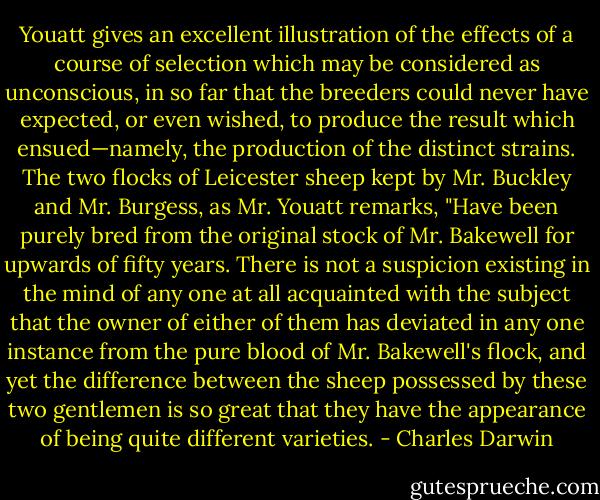 Youatt gives an excellent illustration of the effects of a course of selection which may be considered as unconscious, in so far that the breeders could never have expected, or even wished, to produce the result which ensued—namely, the production of the distinct strains. The two flocks of Leicester sheep kept by Mr. Buckley and Mr. Burgess, as Mr. Youatt remarks, "Have been purely bred from the original stock of Mr. Bakewell for upwards of fifty years. There is not a suspicion existing in the mind of any one at all acquainted with the subject that the owner of either of them has deviated in any one instance from the pure blood of Mr. Bakewell's flock, and yet the difference between the sheep possessed by these two gentlemen is so great that they have the appearance of being quite different varieties. - Charles Darwin