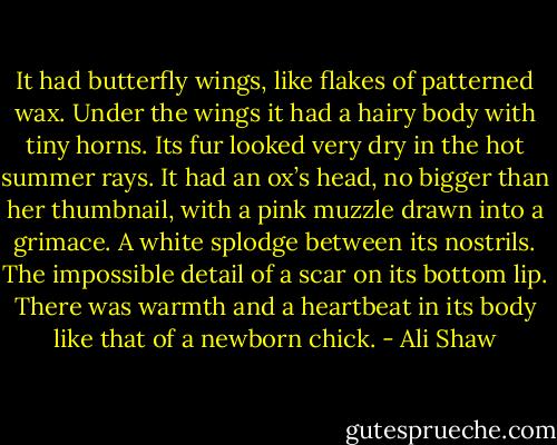 It had butterfly wings, like flakes of patterned wax. Under the wings it had a hairy body with tiny horns. Its fur looked very dry in the hot summer rays. It had an ox’s head, no bigger than her thumbnail, with a pink muzzle drawn into a grimace. A white splodge between its nostrils. The impossible detail of a scar on its bottom lip. There was warmth and a heartbeat in its body like that of a newborn chick. - Ali Shaw