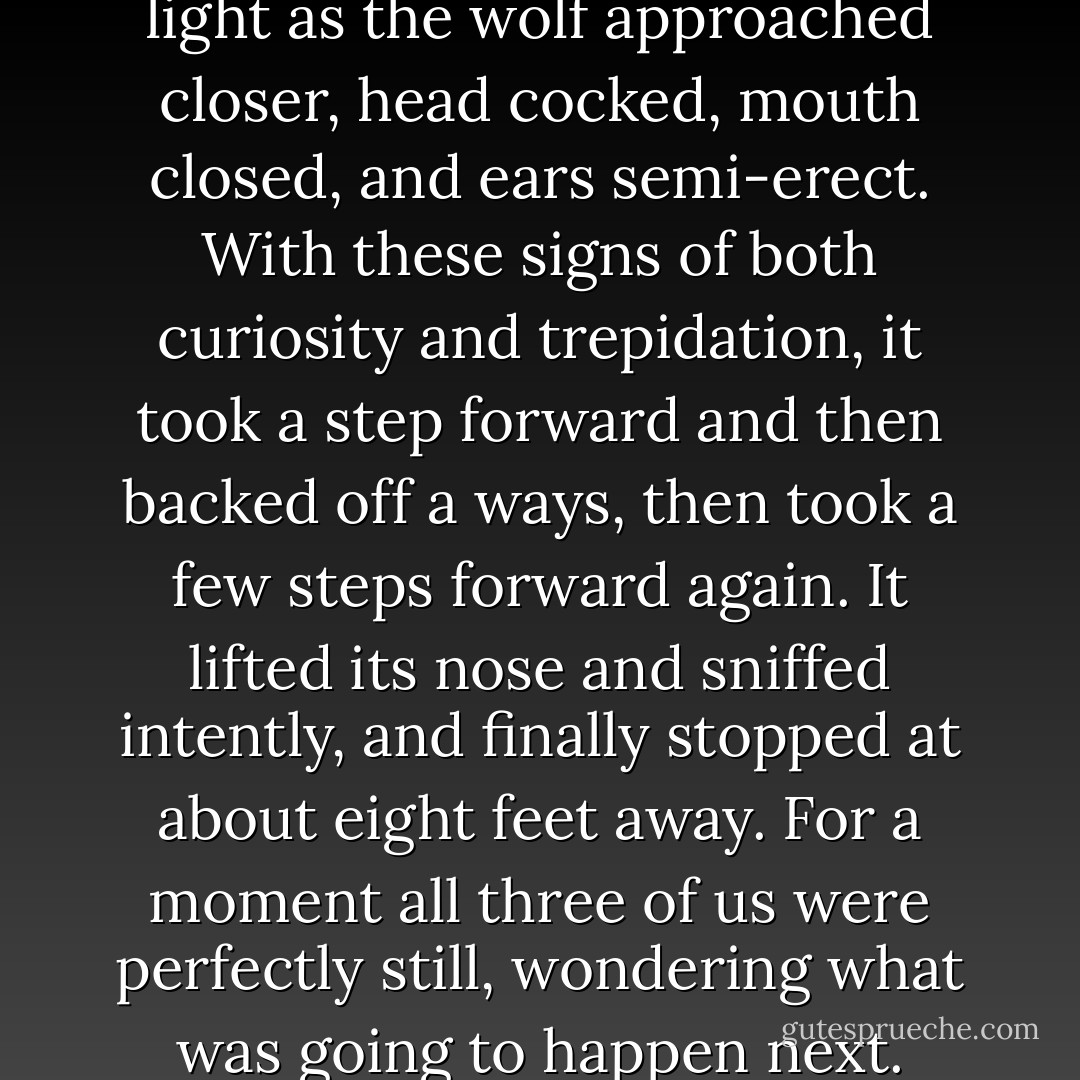 We sat perfectly still in the dim light as the wolf approached closer, head cocked, mouth closed, and ears semi-erect. With these signs of both curiosity and trepidation, it took a step forward and then backed off a ways, then took a few steps forward again. It lifted its nose and sniffed intently, and finally stopped at about eight feet away. For a moment all three of us were perfectly still, wondering what was going to happen next. - David Moskowitz