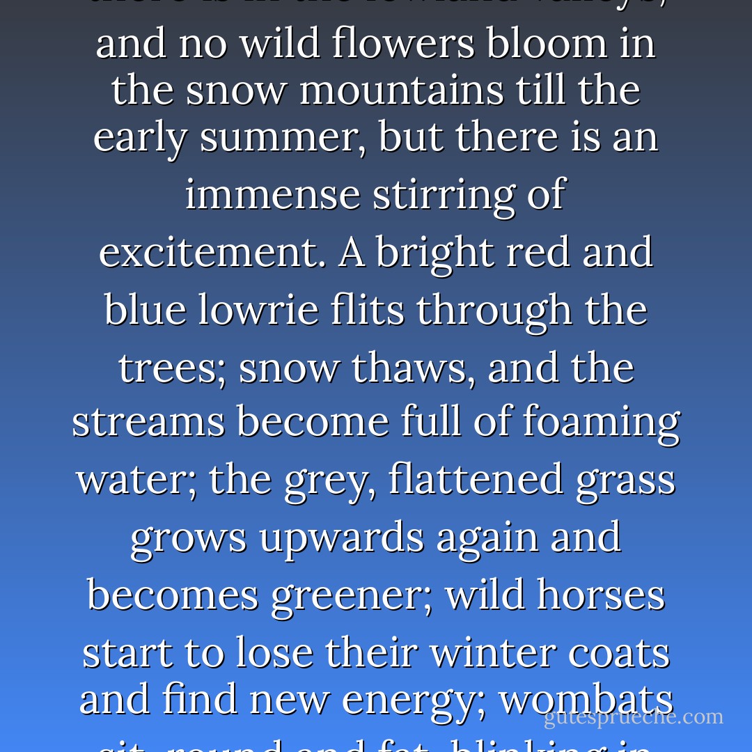Spring comes to the Australian Alps like an invisible spirit. There is not the tremendous surge of upthrust life that there is in the lowland valleys, and no wild flowers bloom in the snow mountains till the early summer, but there is an immense stirring of excitement. A bright red and blue lowrie flits through the trees; snow thaws, and the streams become full of foaming water; the grey, flattened grass grows upwards again and becomes greener; wild horses start to lose their winter coats and find new energy; wombats sit, round and fat, blinking in the evening sunshine; at night there is the cry of a dingo to its mate. - Elyne Mitchell