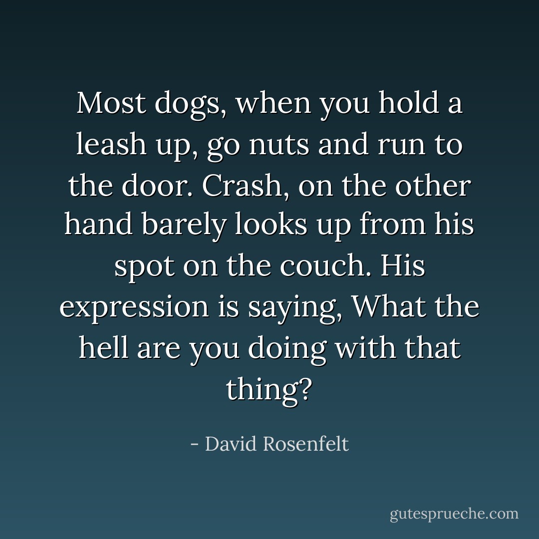 Most dogs, when you hold a leash up, go nuts and run to the door. Crash, on the other hand barely looks up from his spot on the couch. His expression is saying, <i>What the hell are you doing with that thing?</i> - David Rosenfelt