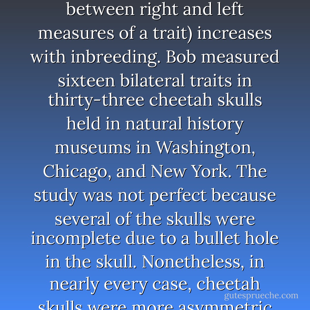 The evidence of cheetah genetic monotony would only grow. Bob Wayne, a talented postdoctoral fellow in our lab, examined cranial measurements and the bilateral symmetry of cheetah skulls. Although no one is certain why, in most livestock, asymmetry in skeletal characteristics (the difference between right and left measures of a trait) increases with inbreeding. Bob measured sixteen bilateral traits in thirty-three cheetah skulls held in natural history museums in Washington, Chicago, and New York. The study was not perfect because several of the skulls were incomplete due to a bullet hole in the skull. Nonetheless, in nearly every case, cheetah skulls were more asymmetric compared to the skulls of leopards, ocelots, or margays. When I explained these skull results in a television interview, the correspondent asked, "Dr. O'Brien, are you telling me that these cheetahs are lopsided?" Not exactly, but the cheetahs certainly looked very inbred. - Stephen J. O'Brien