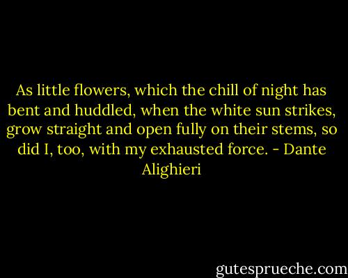 As little flowers, which the chill of night has bent and huddled, when the white sun strikes, grow straight and open fully on their stems, so did I, too, with my exhausted force. - Dante Alighieri