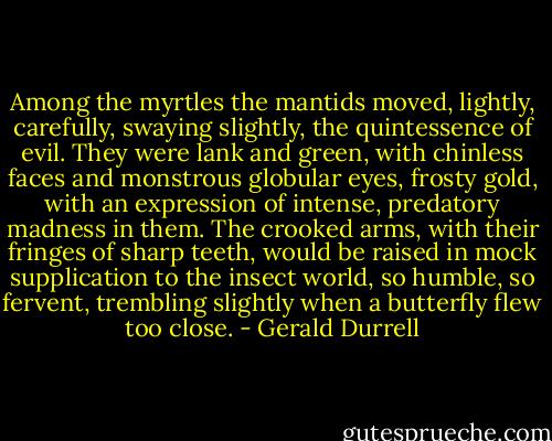 Among the myrtles the mantids moved, lightly, carefully, swaying slightly, the quintessence of evil. They were lank and green, with chinless faces and monstrous globular eyes, frosty gold, with an expression of intense, predatory madness in them. The crooked arms, with their fringes of sharp teeth, would be raised in mock supplication to the insect world, so humble, so fervent, trembling slightly when a butterfly flew too close. - Gerald Durrell