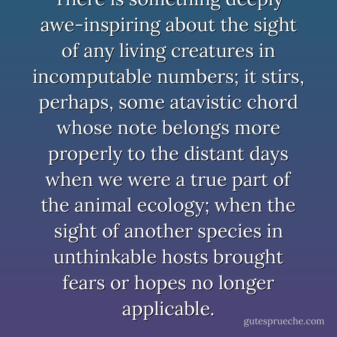 There is something deeply awe-inspiring about the sight of any living creatures in incomputable numbers; it stirs, perhaps, some atavistic chord whose note belongs more properly to the distant days when we were a true part of the animal ecology; when the sight of another species in unthinkable hosts brought fears or hopes no longer applicable. - Gavin Maxwell