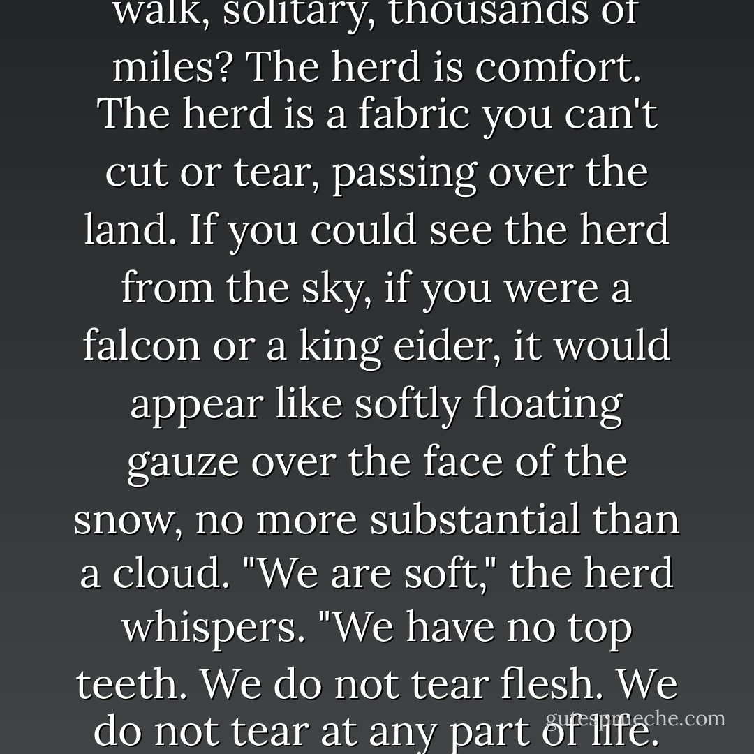 Why would a white caribou come down to Beaver River, where the woodland herd lives? Why would she leave the Arctic tundra, where the light blazes incandescent, to haunt these shadows? Why would any caribou leave her herd to walk, solitary, thousands of miles? The herd is comfort. The herd is a fabric you can't cut or tear, passing over the land. If you could see the herd from the sky, if you were a falcon or a king eider, it would appear like softly floating gauze over the face of the snow, no more substantial than a cloud. "We are soft," the herd whispers. "We have no top teeth. We do not tear flesh. We do not tear at any part of life. We are gentleness itself. Why would any of us break from the herd? Break, apart, separate, these are hard words. The only reason any of us would become one, and not part of the herd, is if she were lost. - Kathleen Winter