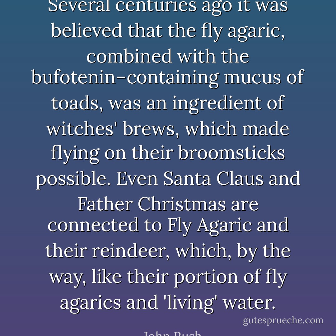 Several centuries ago it was believed that the fly agaric, combined with the bufotenin–containing mucus of toads, was an ingredient of witches' brews, which made flying on their broomsticks possible. Even Santa Claus and Father Christmas are connected to Fly Agaric and their reindeer, which, by the way, like their portion of fly agarics and 'living' water. - John Rush